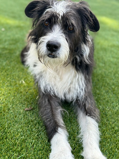 Relaxed boarding dog at Paws Life near Huntersville